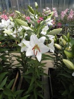 [1841 Marola No02.JPG]